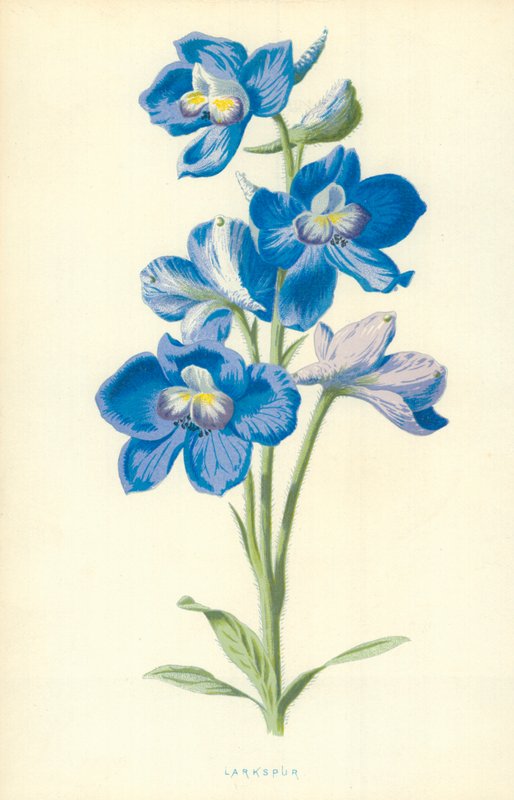 Speronella da Frederick Edward Hulme