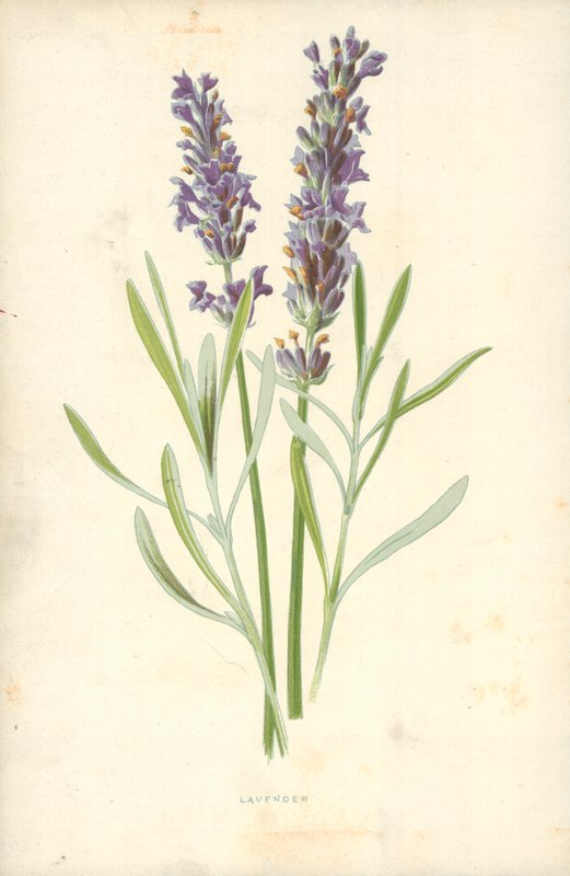 Lavanda da Frederick Edward Hulme