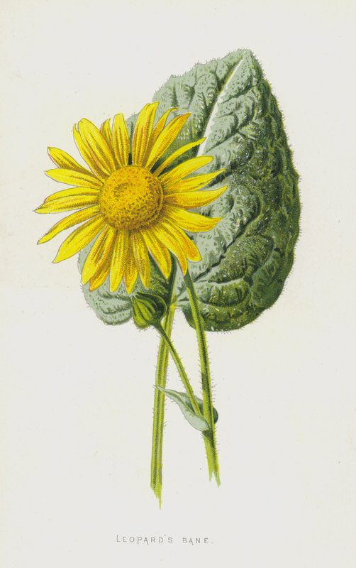 Doronicum da Frederick Edward Hulme