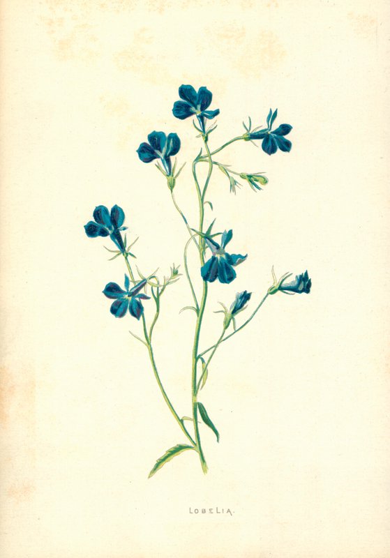 Lobelia da Frederick Edward Hulme