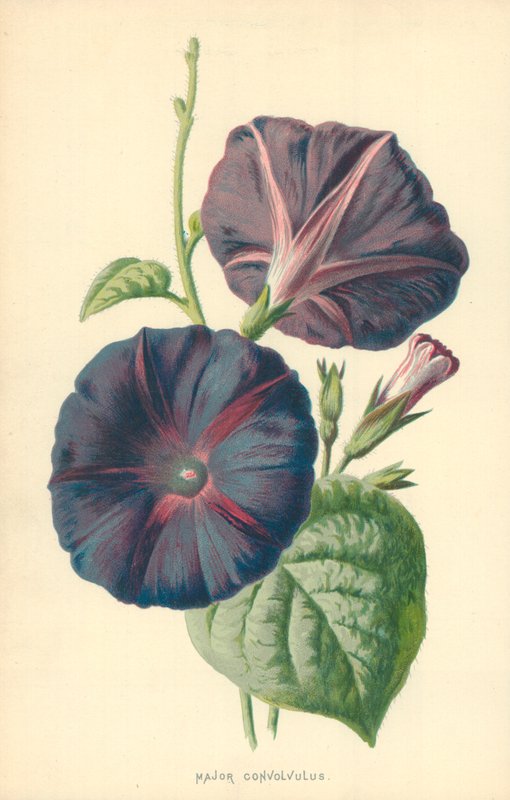 Maggiore Convolvulus da Frederick Edward Hulme