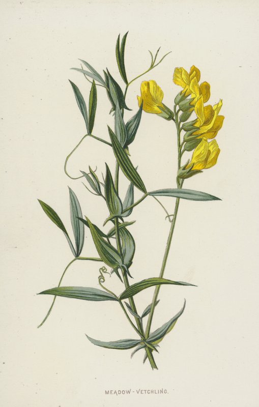 Veccia dei Prati da Frederick Edward Hulme
