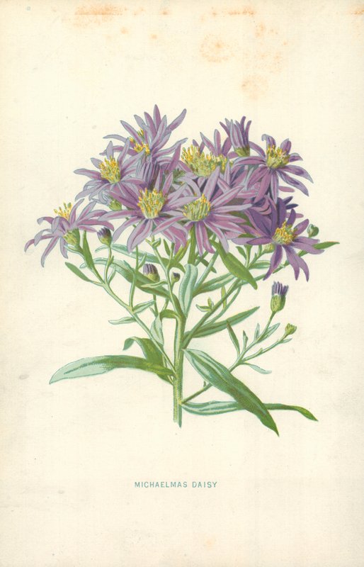 Aster settembrino da Frederick Edward Hulme