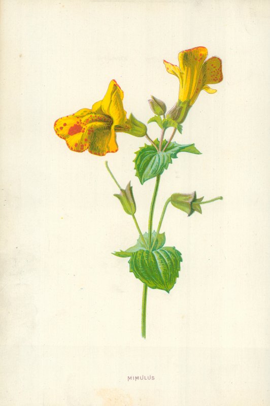 Mimulus da Frederick Edward Hulme