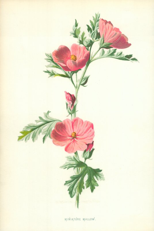 Malva Miniatura da Frederick Edward Hulme