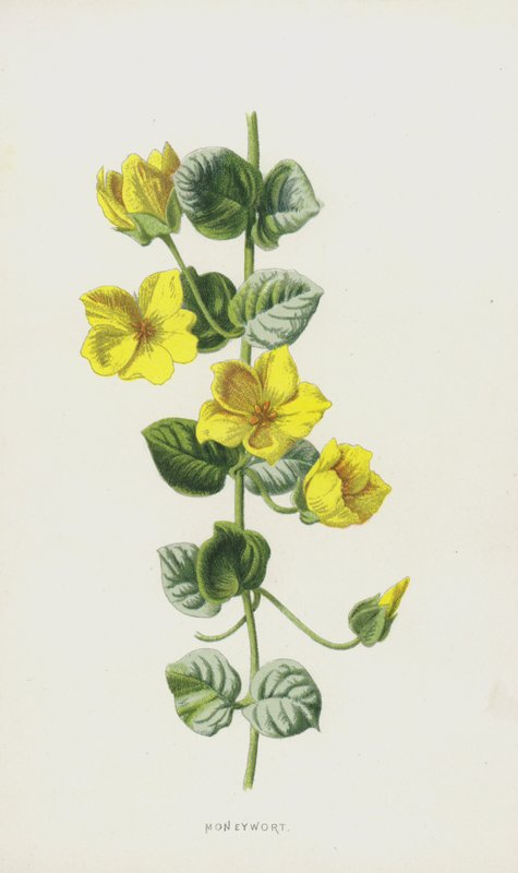 Lysimachia nummularia da Frederick Edward Hulme