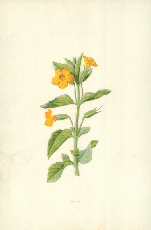 Muschio da Frederick Edward Hulme