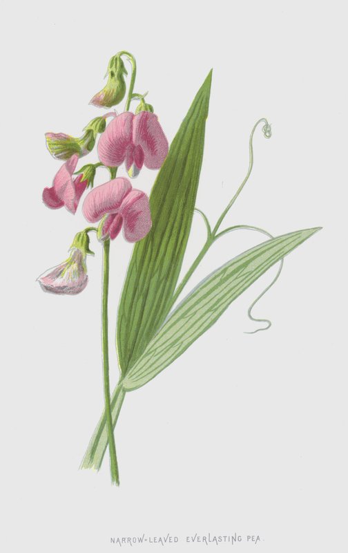 Pisello odoroso a foglie strette da Frederick Edward Hulme