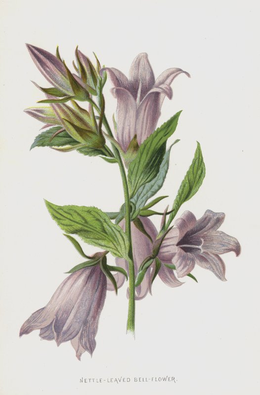 Campanula a foglie di ortica da Frederick Edward Hulme