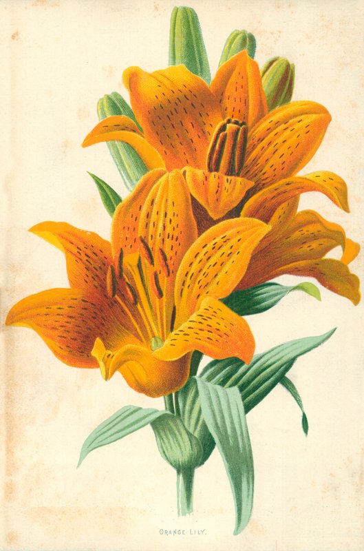 Giglio arancione da Frederick Edward Hulme
