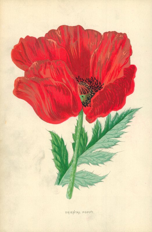 Papavero orientale da Frederick Edward Hulme
