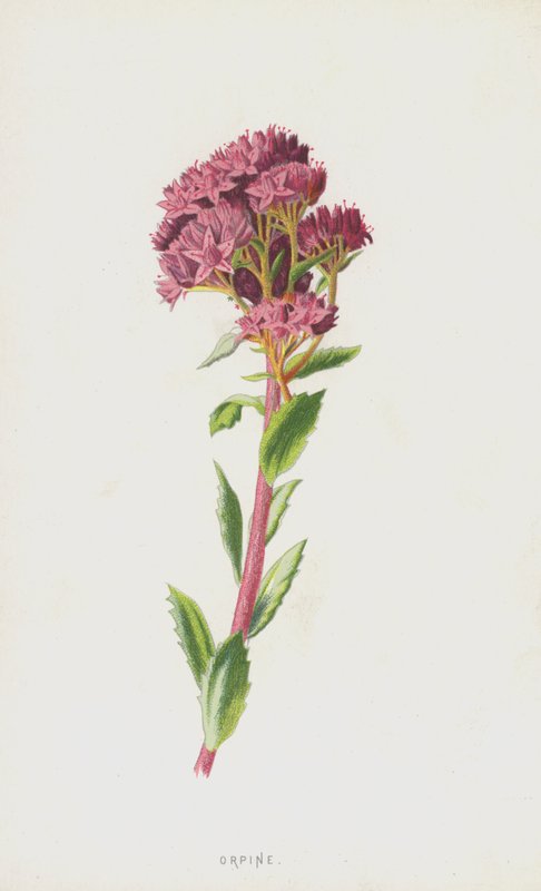Orpina da Frederick Edward Hulme