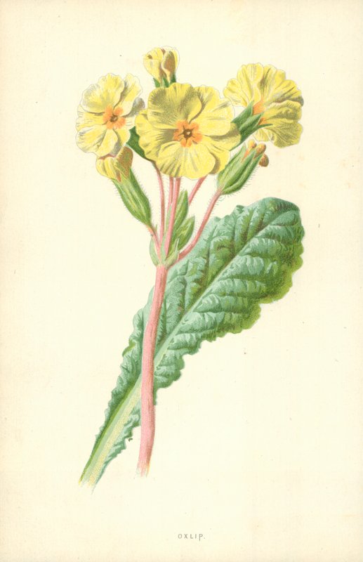 Primula da Frederick Edward Hulme