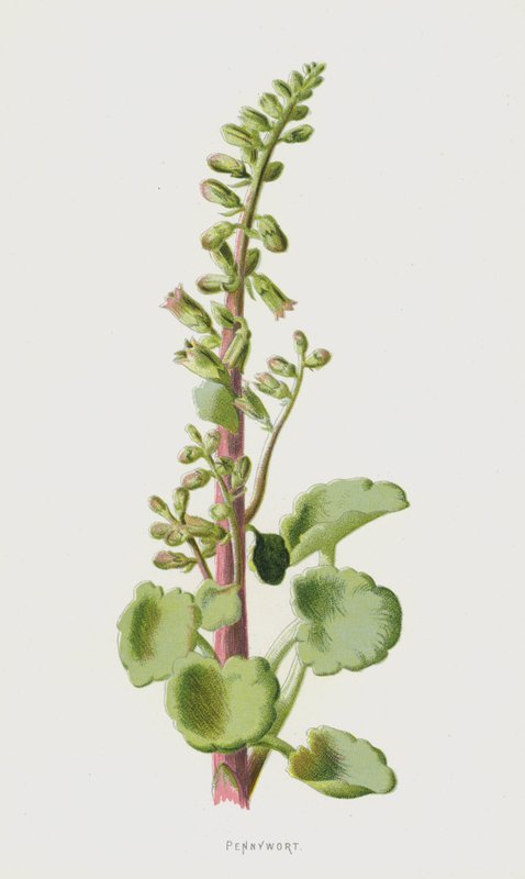 Umbilicus rupestris da Frederick Edward Hulme