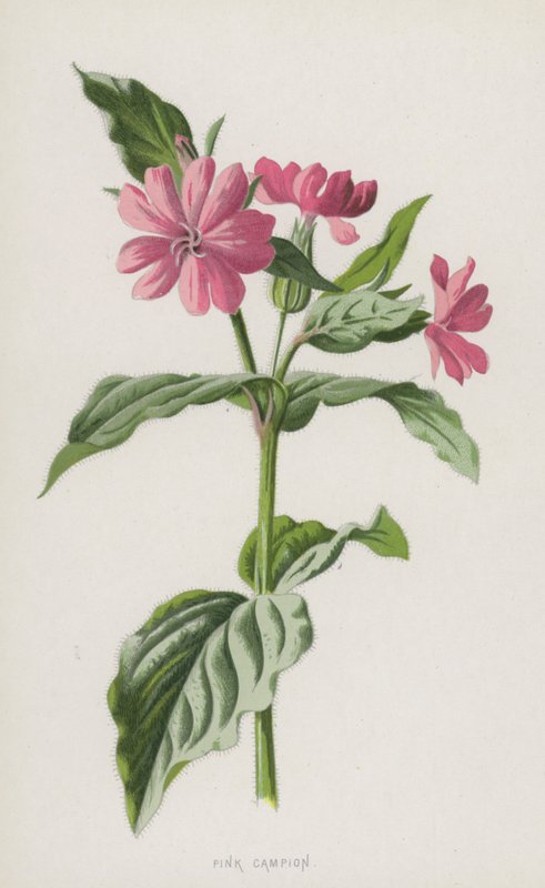 Silene Rosa da Frederick Edward Hulme