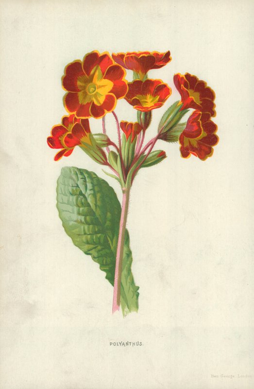 Poliantus da Frederick Edward Hulme