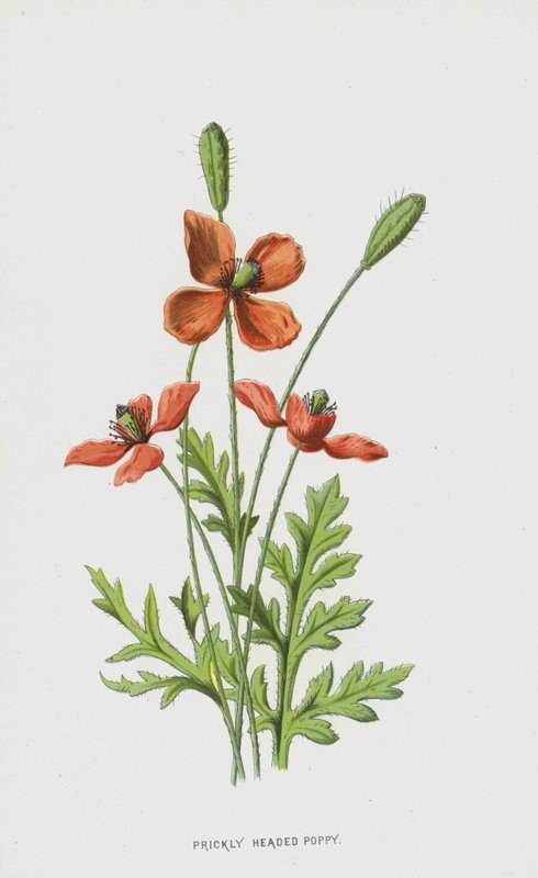 Papavero Spinoso da Frederick Edward Hulme