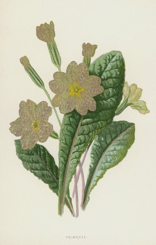 Primula da Frederick Edward Hulme