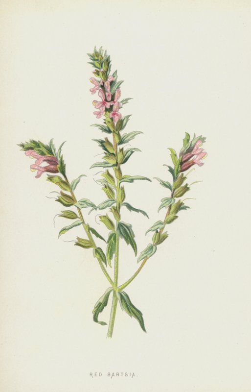 Bartisia rossa da Frederick Edward Hulme