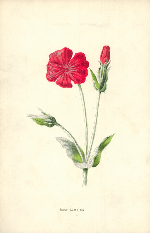 Garofano dei poeti da Frederick Edward Hulme