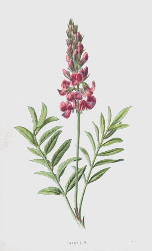 Sulla da Frederick Edward Hulme