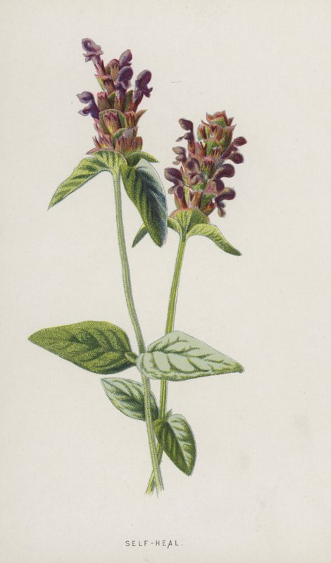 Prunella da Frederick Edward Hulme