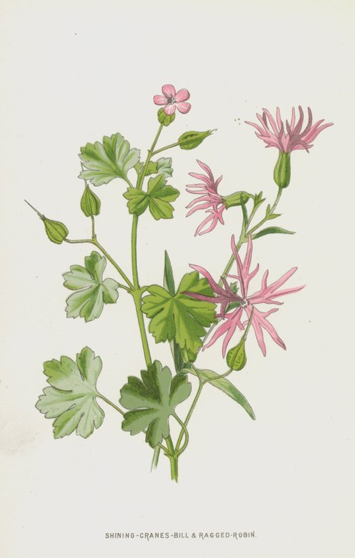 Geranio Lucente e Silene Lacerata da Frederick Edward Hulme