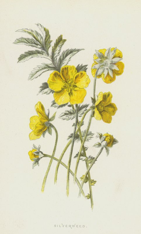 Potentilla anserina da Frederick Edward Hulme