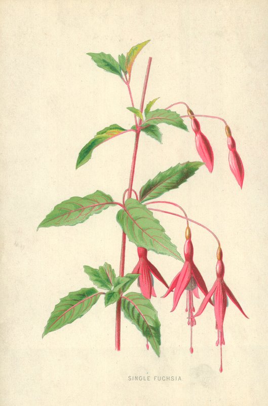 Fucsia singola da Frederick Edward Hulme