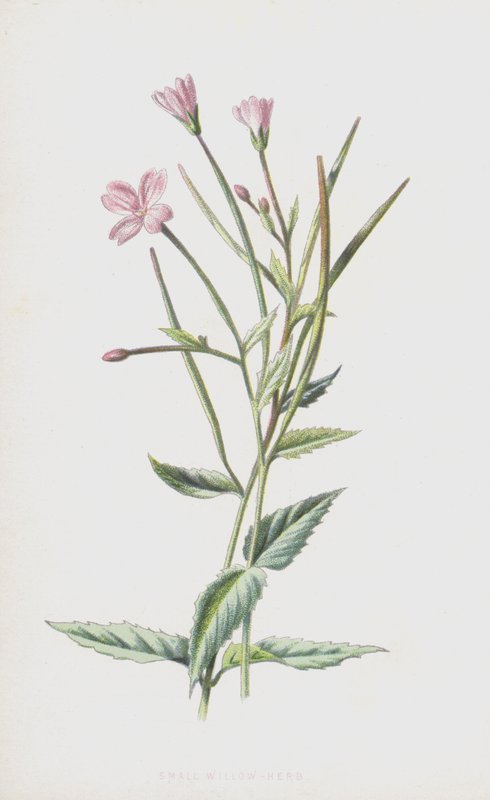 Epilobio minore da Frederick Edward Hulme