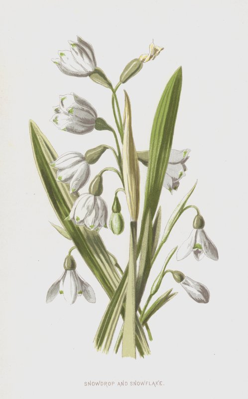 Bucaneve e Leucojum da Frederick Edward Hulme