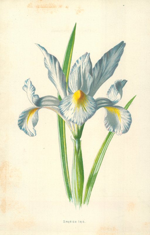 Iris spagnolo da Frederick Edward Hulme