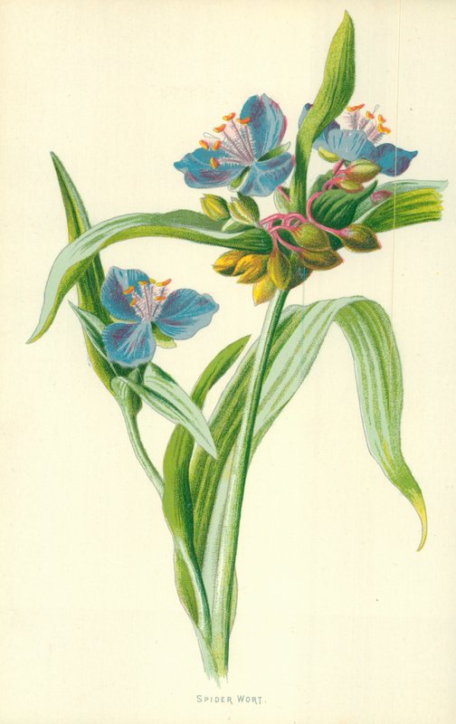 Spider Wort da Frederick Edward Hulme