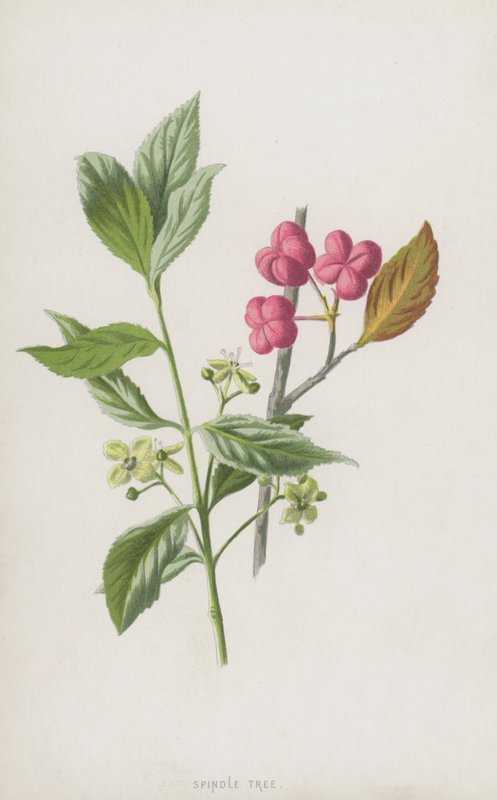 Fusaggine da Frederick Edward Hulme
