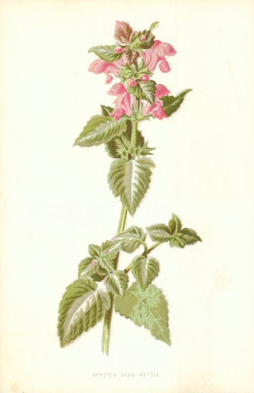 Ortica maculata da Frederick Edward Hulme