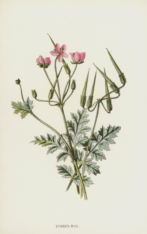 Becco di Cicogna da Frederick Edward Hulme