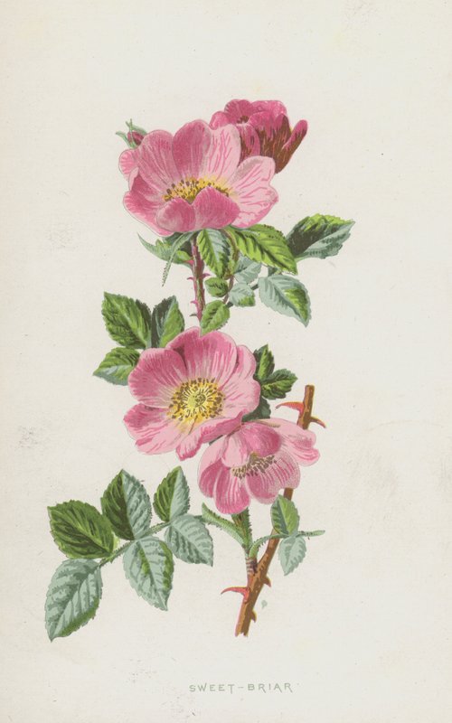 Rosa canina da Frederick Edward Hulme