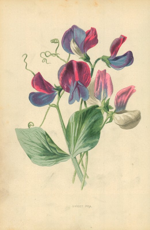 Pisello odoroso da Frederick Edward Hulme