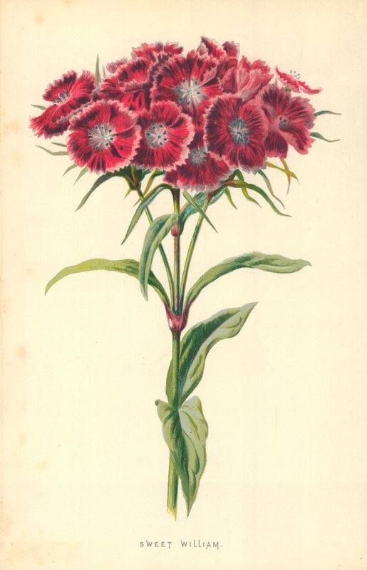 Garofano dei poeti da Frederick Edward Hulme