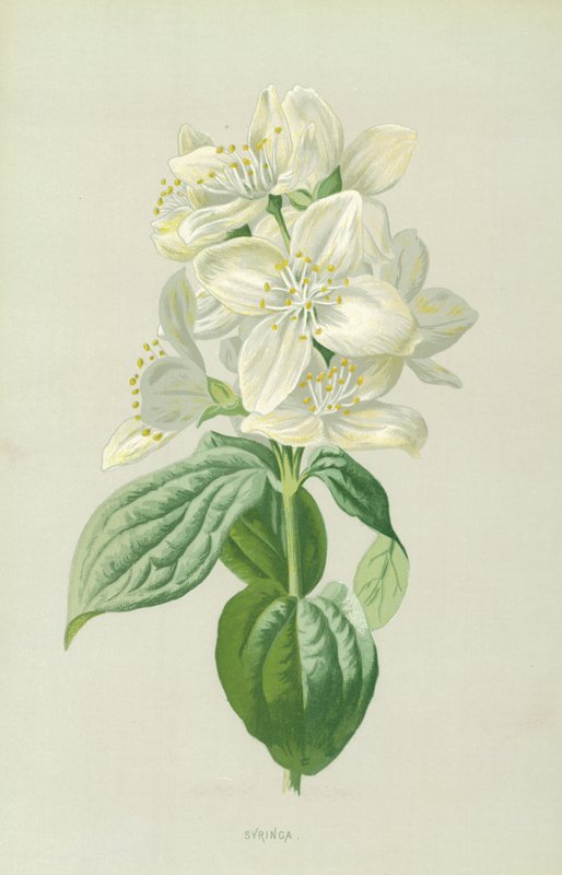 Siringa da Frederick Edward Hulme