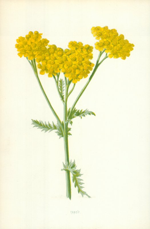 Tanaceto da Frederick Edward Hulme