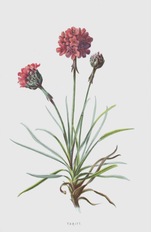 Armeria da Frederick Edward Hulme