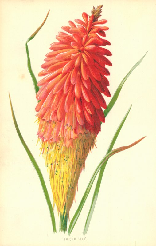 Torch Lily da Frederick Edward Hulme
