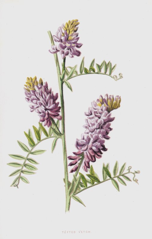 Veccia villosa da Frederick Edward Hulme