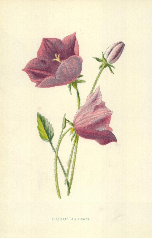 Campanula turbinata da Frederick Edward Hulme