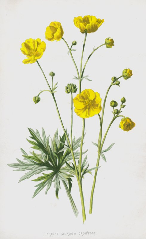 Ranuncolo dei prati da Frederick Edward Hulme