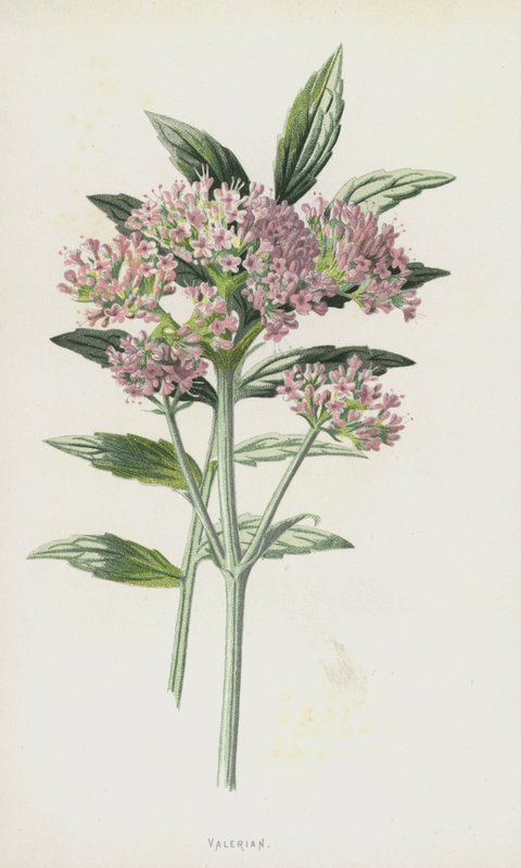 Valeriana da Frederick Edward Hulme