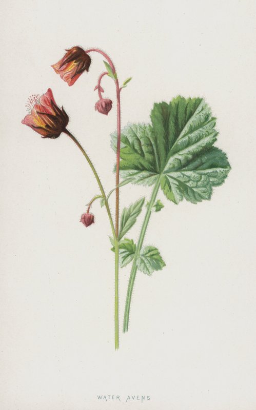 Geum rivale da Frederick Edward Hulme