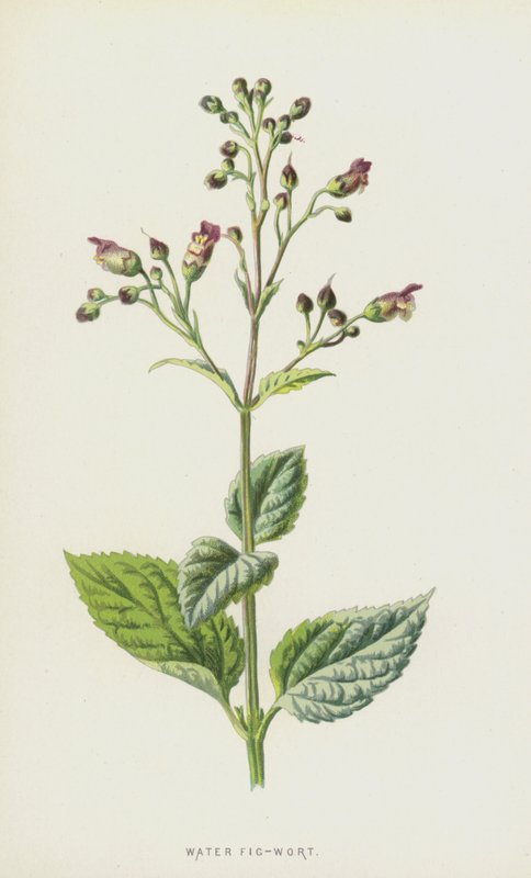 Scrofularia acquatica da Frederick Edward Hulme