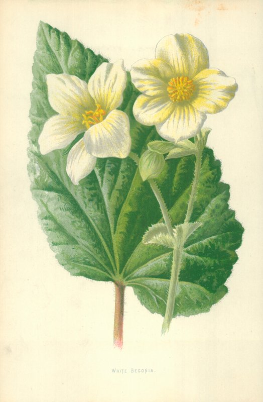 Begonia bianca da Frederick Edward Hulme